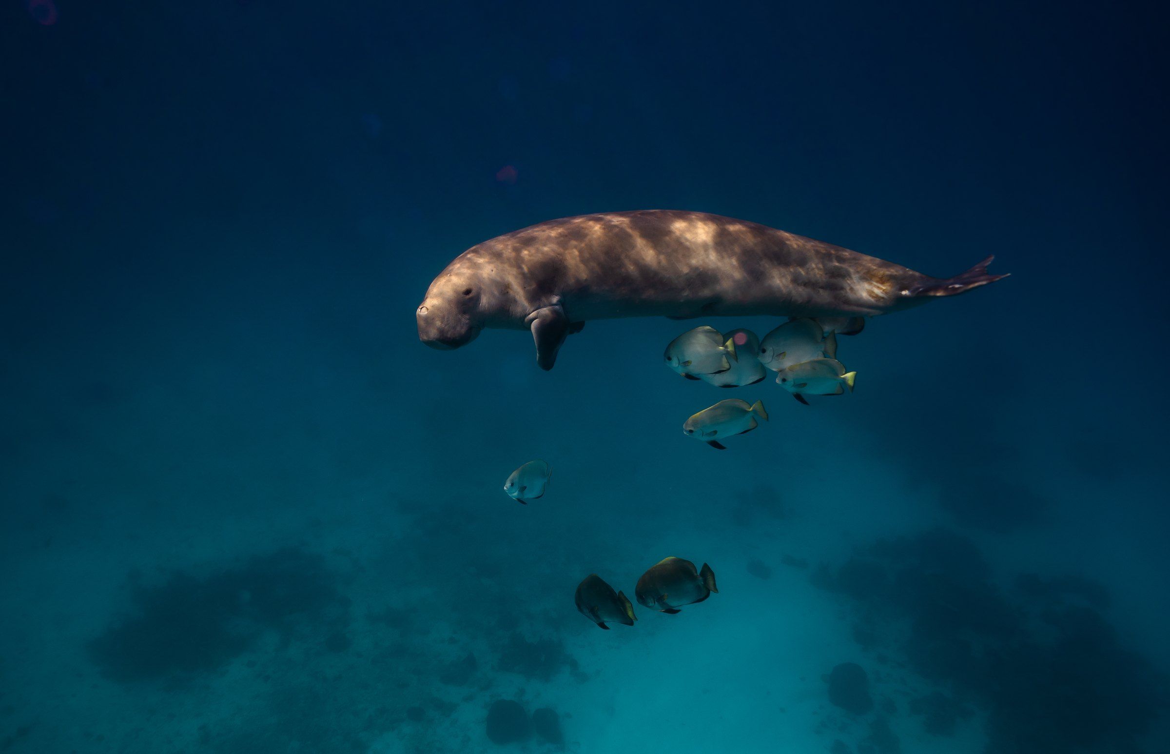 Dugong over seagrass, Alor