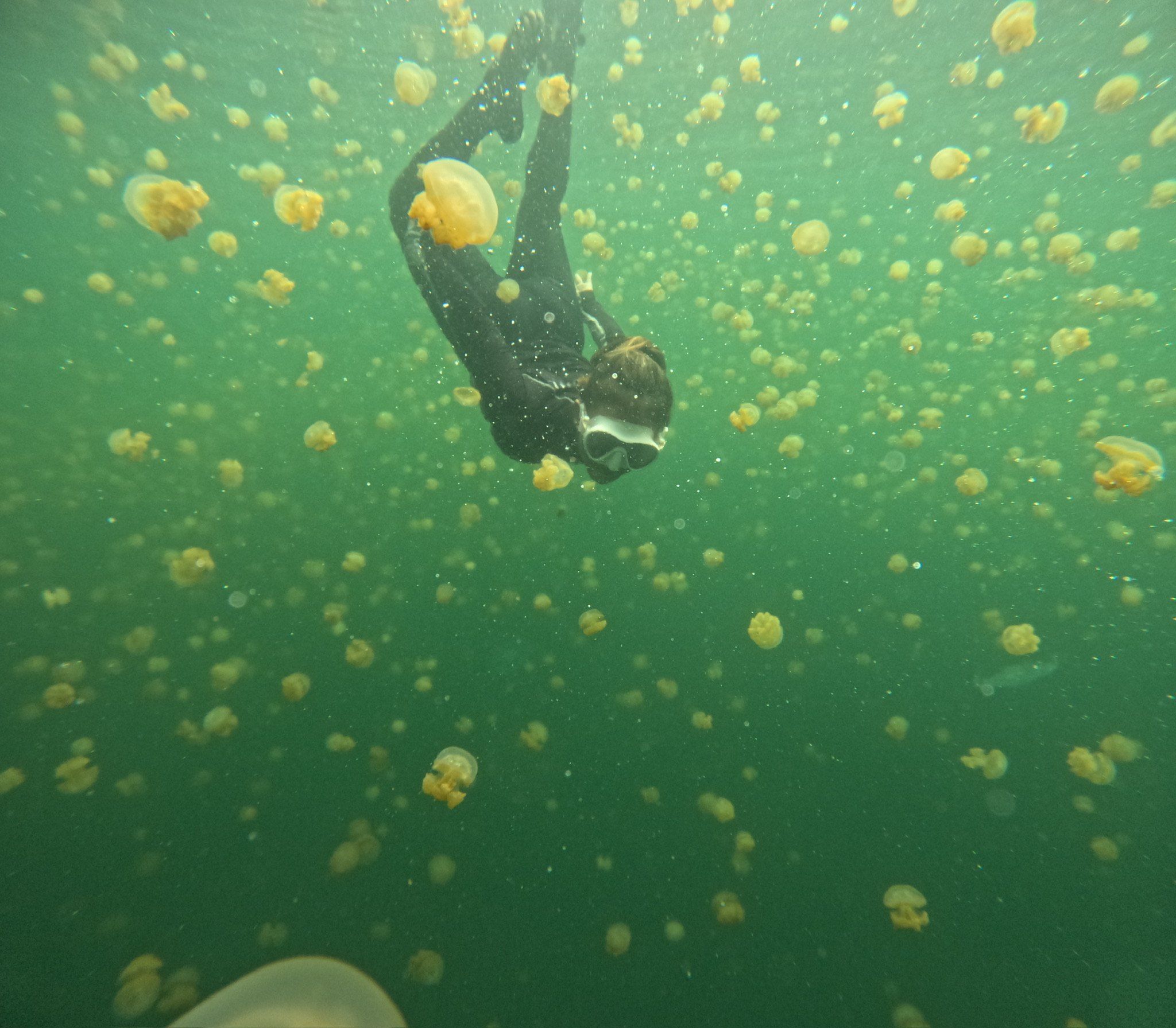 A snorkeller among golden jellyfish in green water