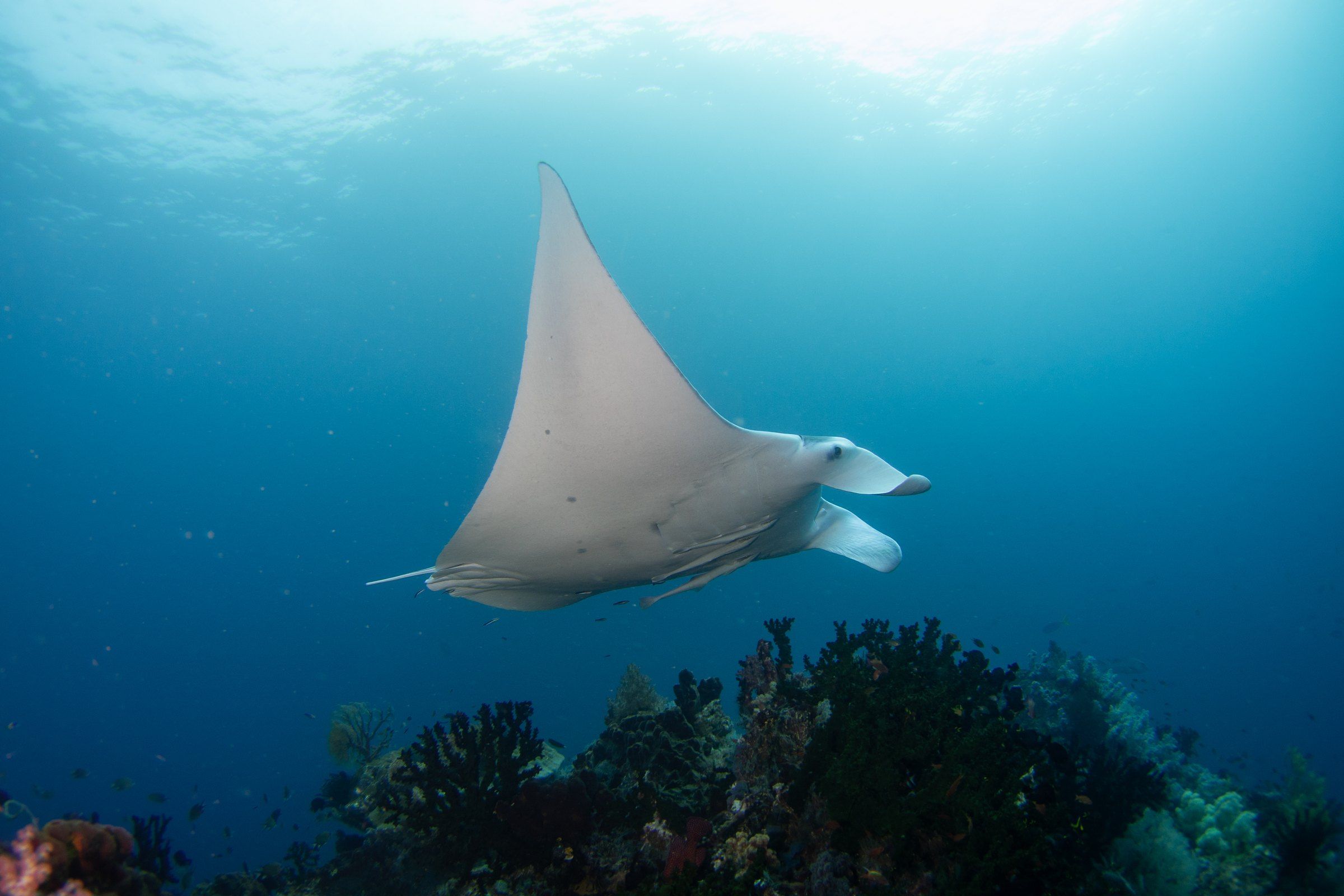 A manta ray in open blue water