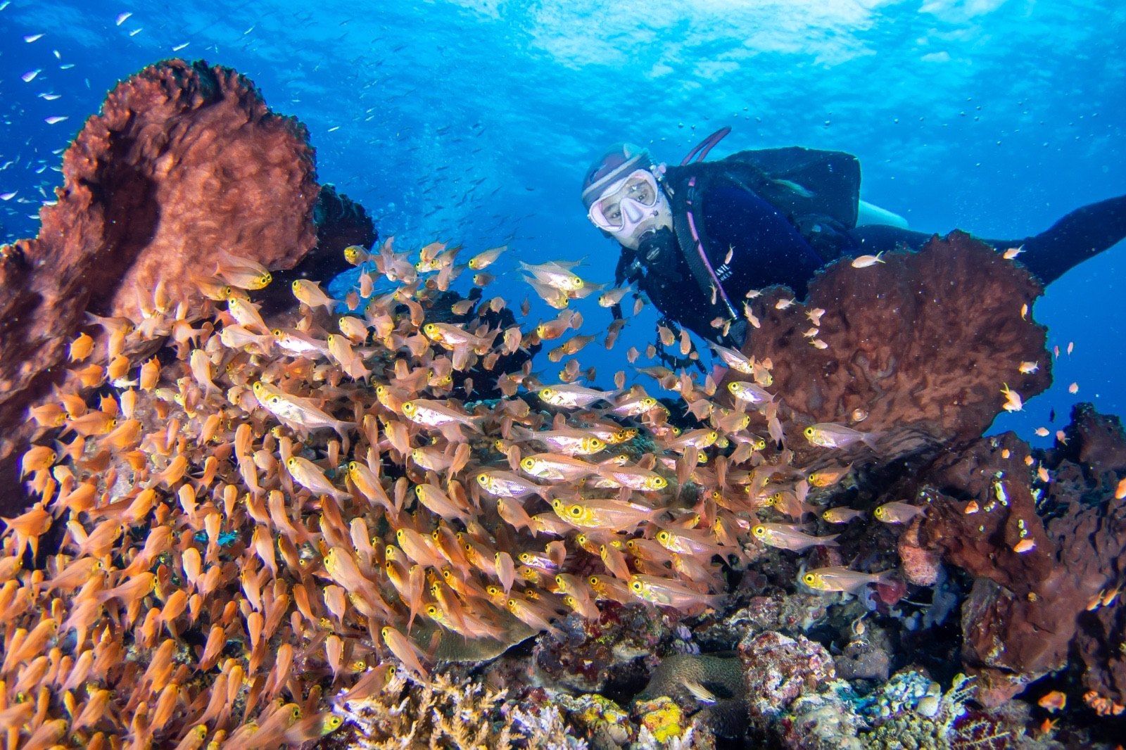 Glassfish schooling over a reef