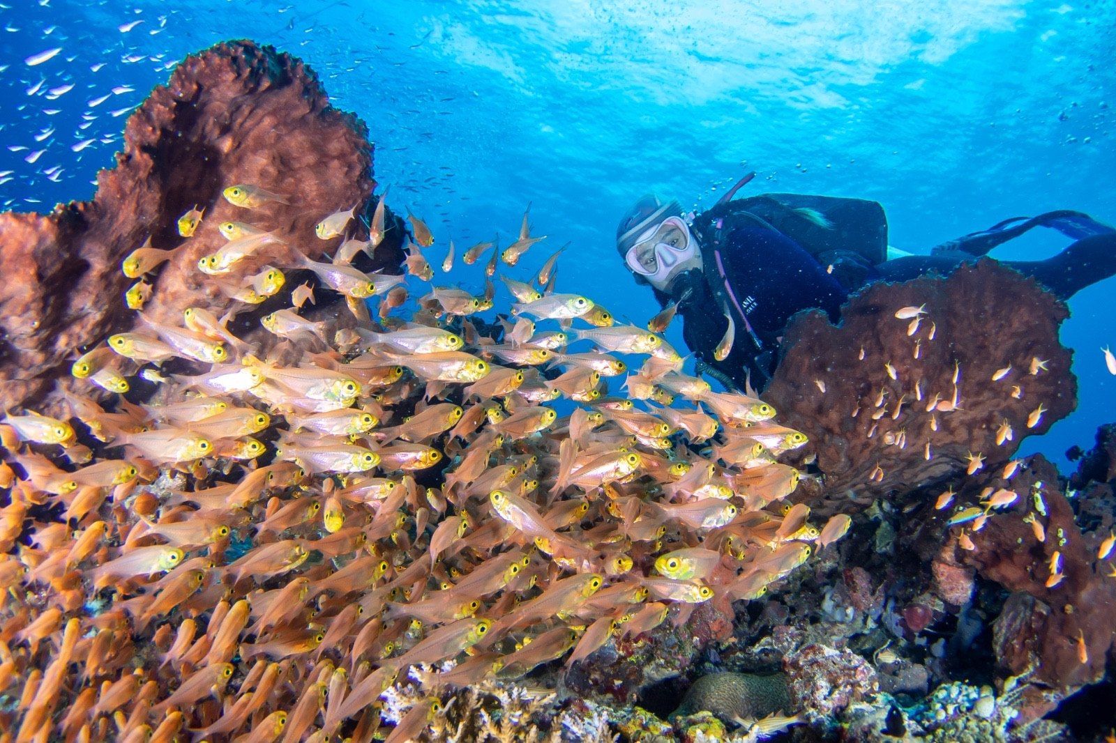Reef fish schooling around a diver
